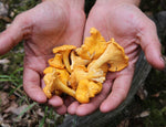 Load image into Gallery viewer, Wild Girolle Mushrooms, 1kg