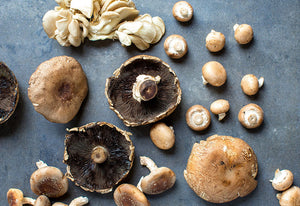 Fungi