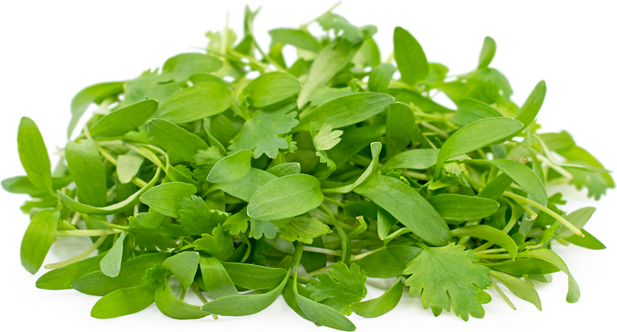 Micro Coriander - Capital Wholesalers