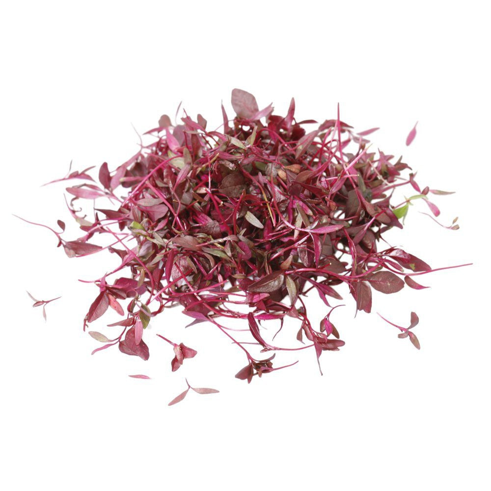 Micro Red Amaranth - Capital Wholesalers
