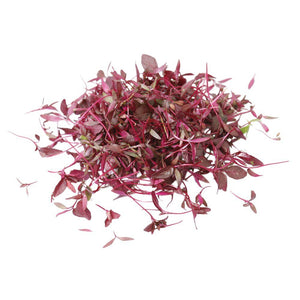 Micro Red Amaranth - Capital Wholesalers