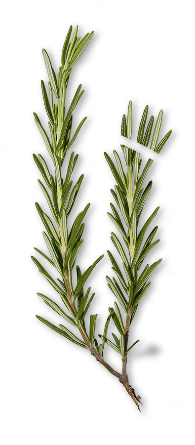Rosemary - Capital Wholesalers