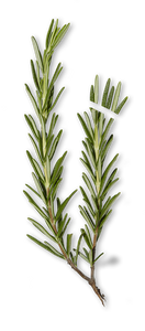 Rosemary - Capital Wholesalers