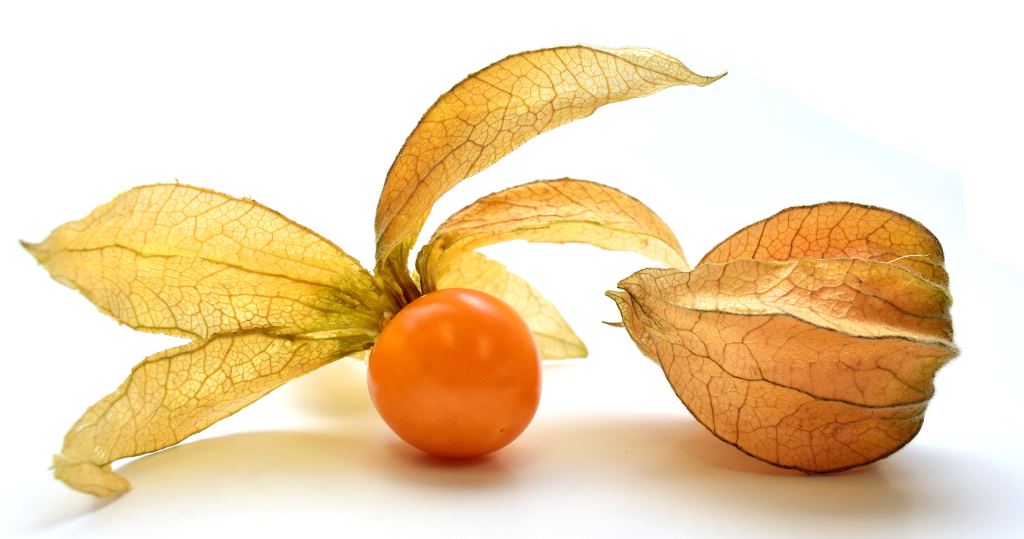 Physalis - Capital Wholesalers