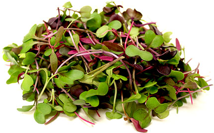 Micro Herb Mixed - Capital Wholesalers