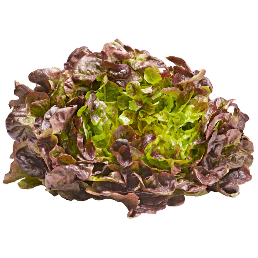 Oak Leaf Lettuce - Capital Wholesalers