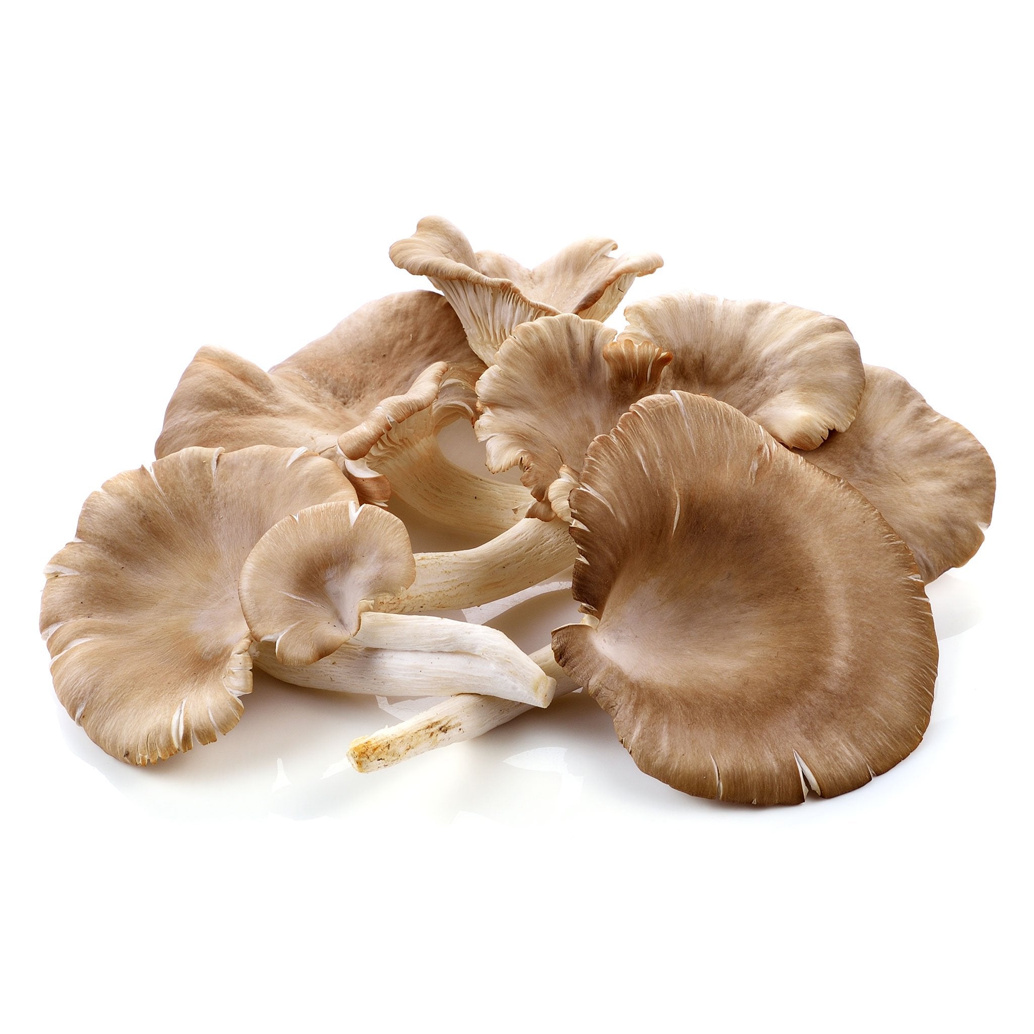 Oyster Mushrooms - Capital Wholesalers