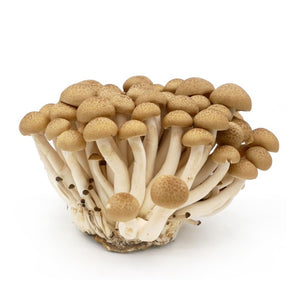 Brown Shimeji Mushrooms - Capital Wholesalers