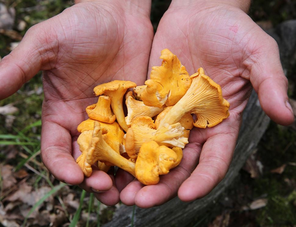 Wild Girolle Mushrooms, 1kg