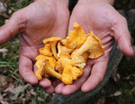 Load image into Gallery viewer, Wild Girolle Mushrooms, 1kg
