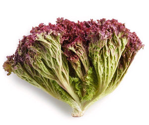 Lollo Rosso Lettuce