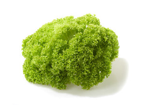 Lollo Bionda Lettuce