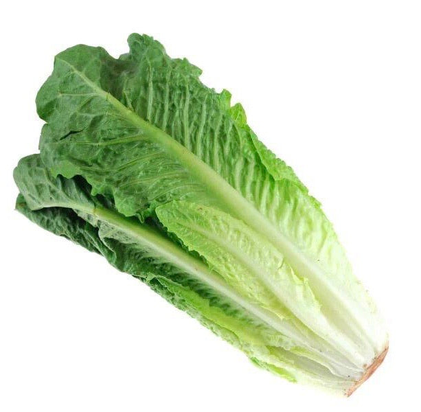Romaine Lettuce
