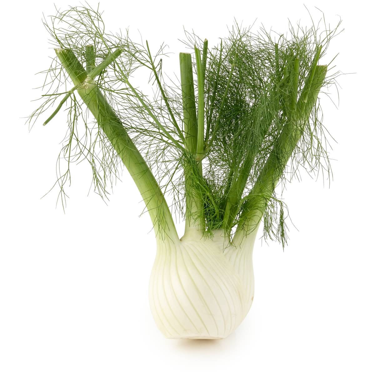 Fennel "Finocchio", Organic (500g)
